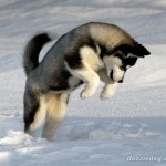 Siberian-Husky-1