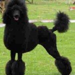 Standard_poodle_show_dog