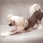 Versaceprophoto2_small