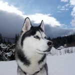 siberian-husky