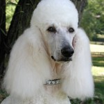 standard-poodle
