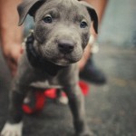 tumblr_lskxn1Bdtx1qzuv32o1_500