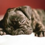 bulldog_foto1