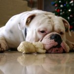 bulldog_foto2