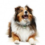 collie-280x300
