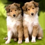 collie_puppies