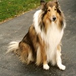 collie_weis