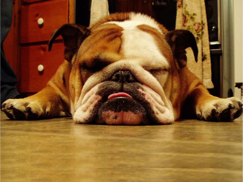 english-bulldog-4