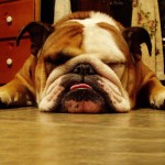 english-bulldog-4