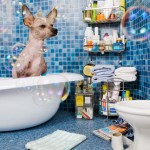 funny_dogs_life_01