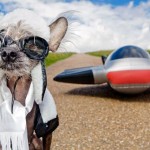 funny_dogs_life_02
