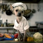 funny_dogs_life_03