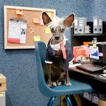 funny_dogs_life_04
