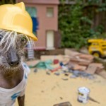 funny_dogs_life_05