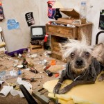 funny_dogs_life_07