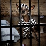 funny_dogs_life_08