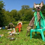 funny_dogs_life_10