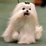 maltese-dog-5