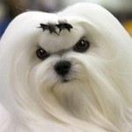maltese_hair-12548