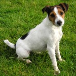 jack russel