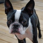 Boston-Terrier-Dog