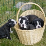 Boston-Terrier-Puppies