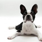 black_whiteboston_terrier_puppies_picture