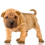 Bichon maltais blanc assis & coquin sur fond blanc