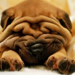 shar_pei_1600x1200