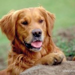 Golden-Retriever-2