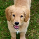 MiniatureGoldenRetrieverPetiteDogKAYAAsia12