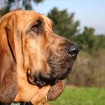 bloodhound