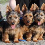 Australian-Terrier-Puppies