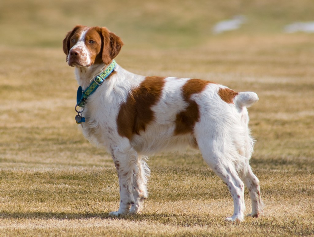 Brittany Spaniel standing