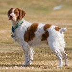 Brittany Spaniel standing