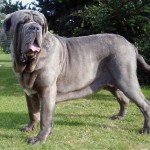 Neapolitan Mastiff (28)