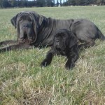 Neapolitan-Mastiff6