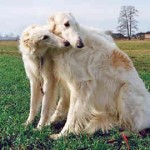 borzoi-16
