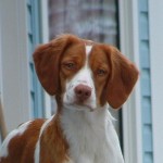brittany-dog-3