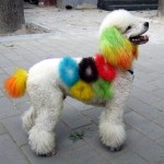 olympic-dog-dye