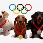 olympics dogs