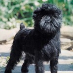 Affenpinscher