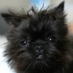 Affenpinscher-Puppies-for-Sale