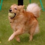 Finnish Spitz2
