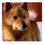 Finnish_Spitz__Northern_Fox