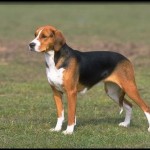 american_foxhound-b