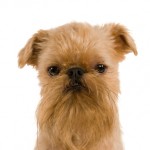 Brussels griffon