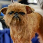 brussels-griffonq