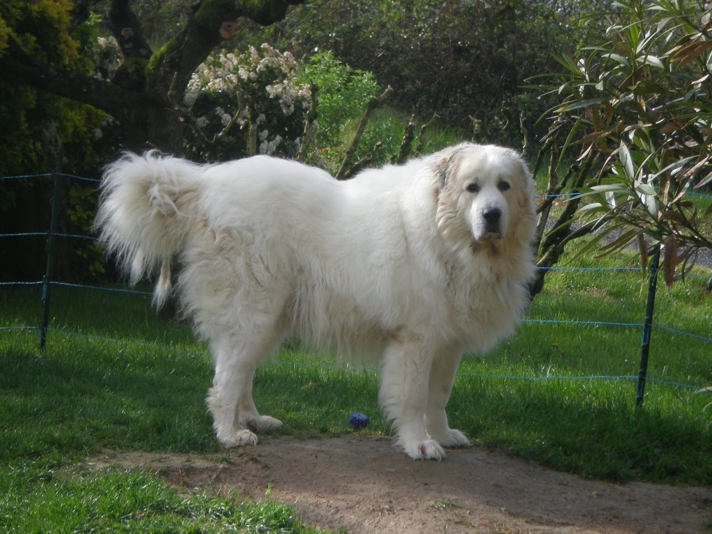 Great-Pyrenees-2