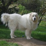 Great-Pyrenees-2